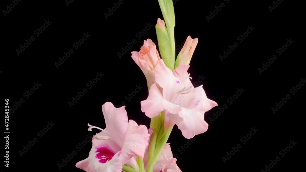 Pink Gladiolus Blossoms. Beautiful Time lapse of Opening Pink Gladiolus Flower on Black Background. 4K. Pink Gladiolus Blossoms. Beautiful Time lapse of Opening Pink Gladiolus Flower on Black Background. 4K.