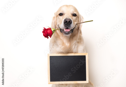 Foto Beautiful dog standing with a red rose in his mouth and holding a blank sign on the board