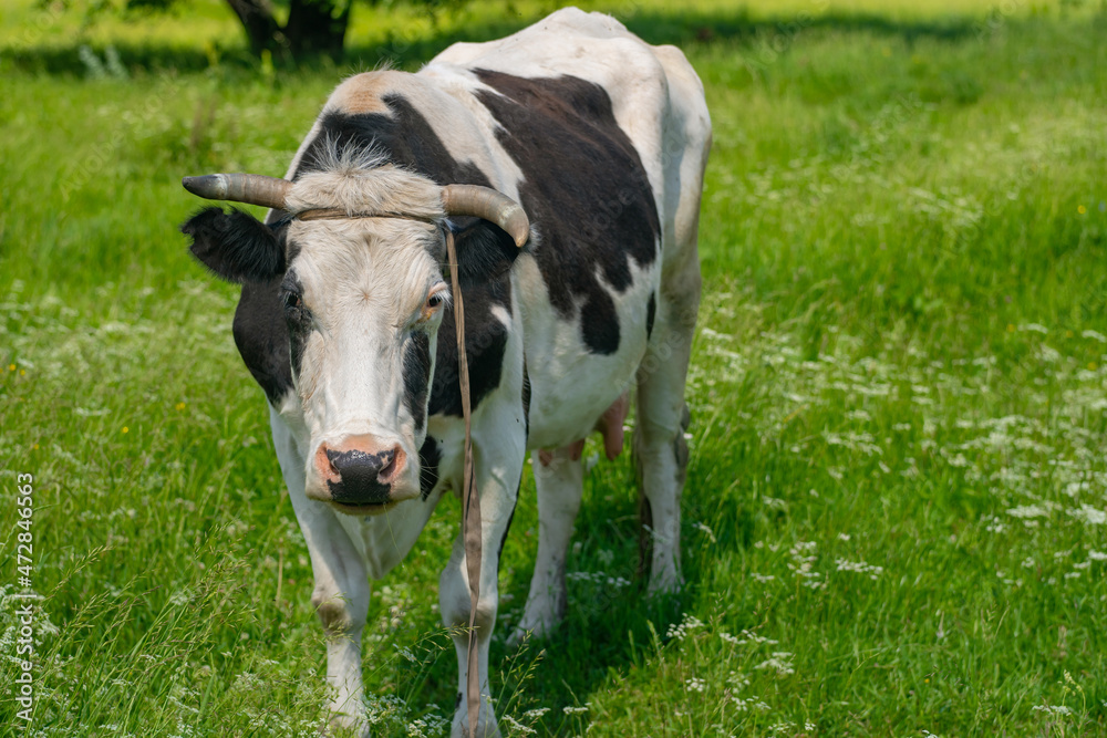 large cash cow in a meadow of green grass in sunny weather