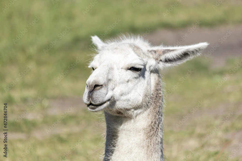 Obraz premium Denmark stock photo with clear skies, greenery and nature