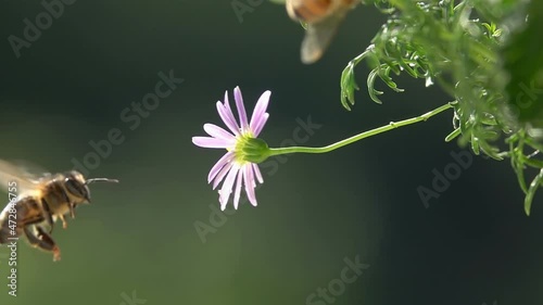 Bee, Flying arround Flower. Hesitation. Closeup view. Slow-motion. Purple violet flower.
 photo