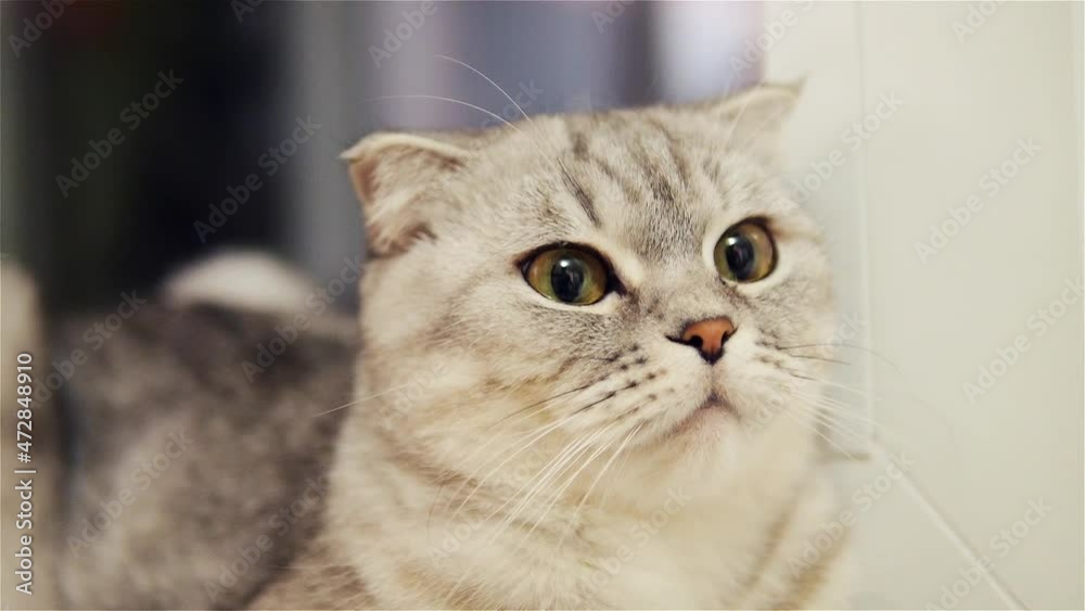 Scottish fold cat close up. Cat looks around. Scottish fold cat close up. Cat looks around.