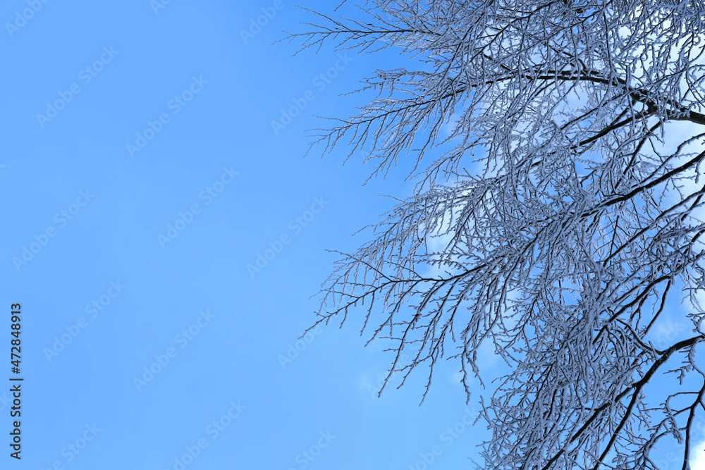 white snow-covered tree branches against a background of a bright blue sky, heavy snowfall, concept of weather conditions, beautiful background for designer, panorama white snow-covered tree branches against a background of a bright blue sky, heavy snowfall, concept of weather conditions, beautiful background for designer, panorama
