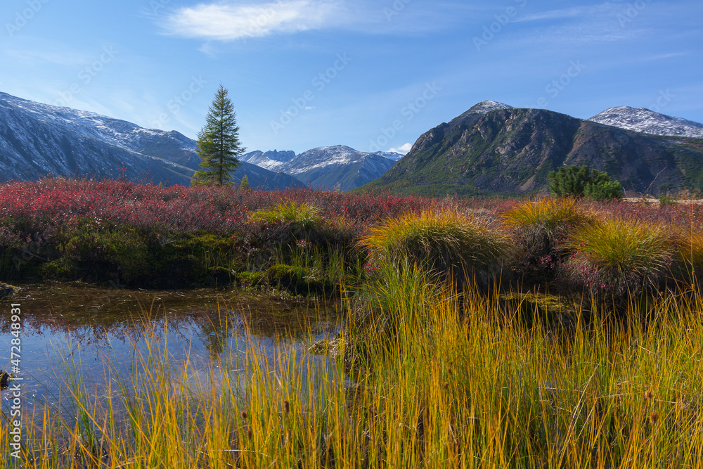 Hummocks in the swamp