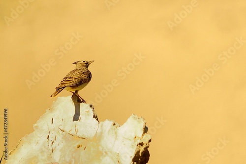 Galerida theklae - The montesina cogujada is a species of bird in the Alaudidae family photo