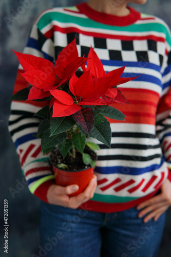A lovely woman in a bright sweater holds a poinsettia flower. Christmas flower poinsettia.
