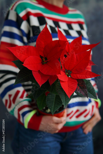 A lovely woman in a bright sweater holds a poinsettia flower. Christmas flower poinsettia.