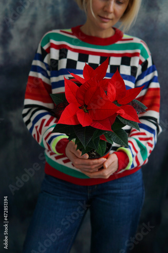 A lovely woman in a bright sweater holds a poinsettia flower. Christmas flower poinsettia.