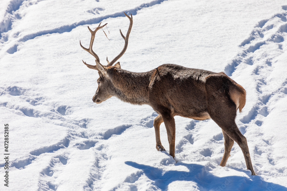 Male deer walking in the snow on a sunny day Male deer walking in the snow on a sunny day