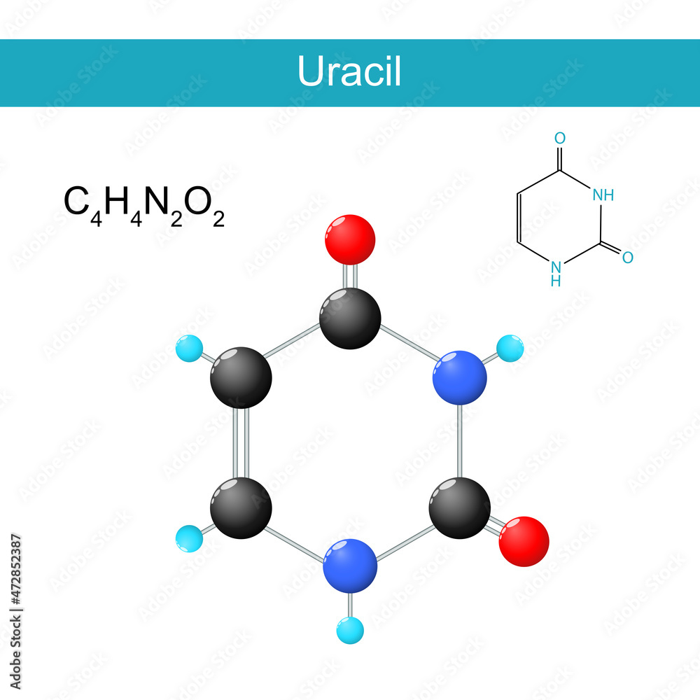 Uracil molecular chemical structural formula and model Uracil molecular chemical structural formula and model