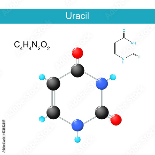 Uracil molecular chemical structural formula and model