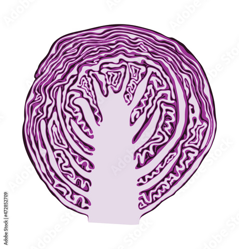 vector red cabbage cut
