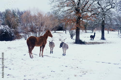 Horse in Texas landscape during winter snow on farm with mini donkeys.