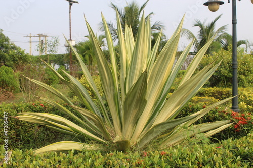 Natural Plant Leaf Hd Image