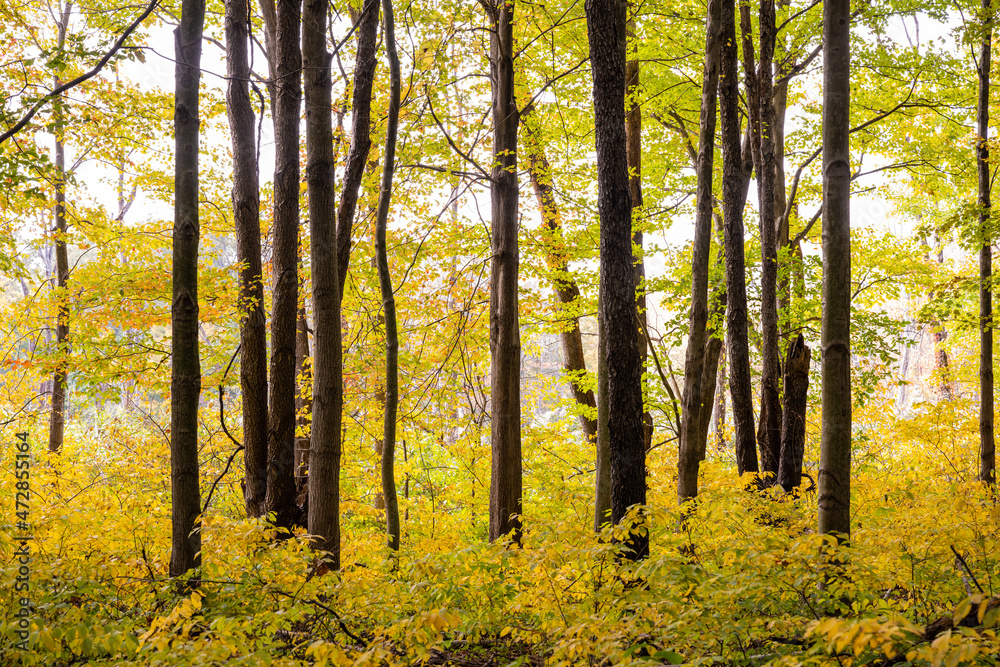 Fototapeta premium Bright Stick Through Bright Yellow Forest In Fall