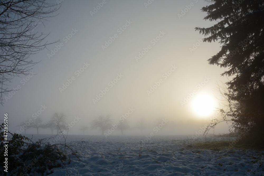 Sunrise with trees, snow and sun on a foggy morning Sunrise with trees, snow and sun on a foggy morning