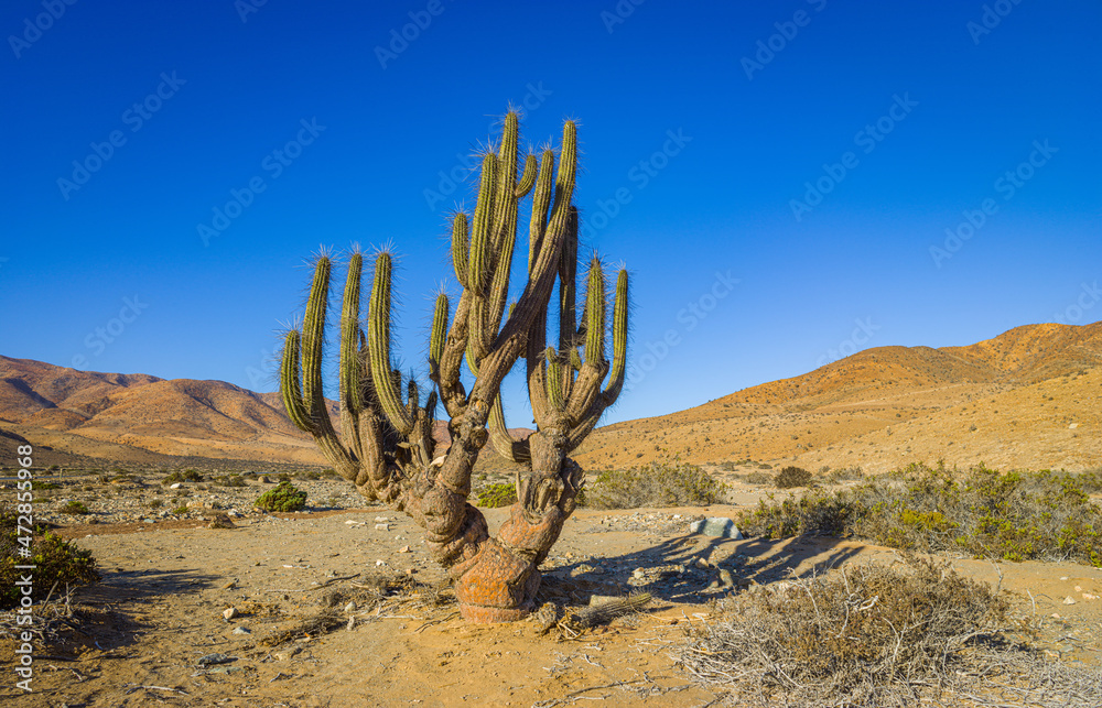Copao cactus (Eulichnia breviflora) in the Atacama desert at Caldera, Chile