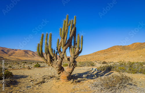 Copao cactus (Eulichnia breviflora) in the Atacama desert at Caldera, Chile