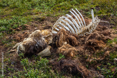 Fototapeta Naklejka Na Ścianę i Meble -  Closeup of the remains of a dead Muskox (Ovibos moschatus) on the arctic tundra in the vicinity of Kangerlussuaq, Greenland
