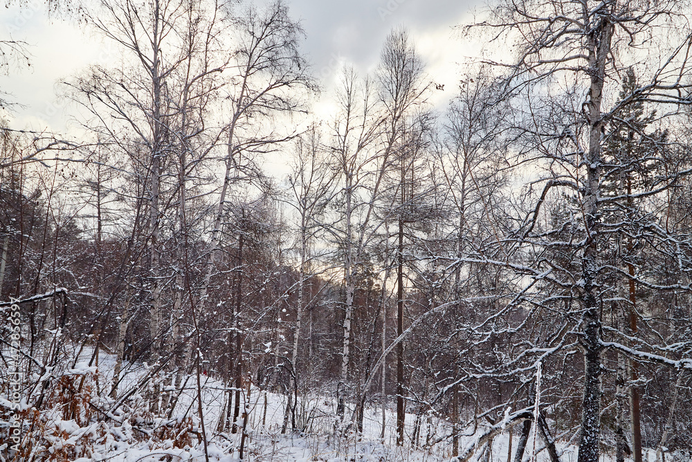 Winter landscape with snow covered trees in cold forest Winter landscape with snow covered trees in cold forest