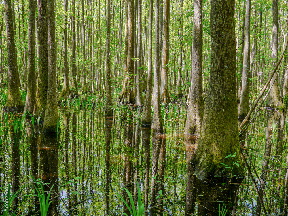 Cypress swamp, Savannah National Wildlife Refuge, North Carolina. Cypress swamp, Savannah National Wildlife Refuge, North Carolina.