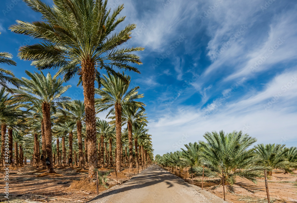 Countryside gravel road among plantations of date palms, desert agriculture industry in the Middle East Countryside gravel road among plantations of date palms, desert agriculture industry in the Middle East