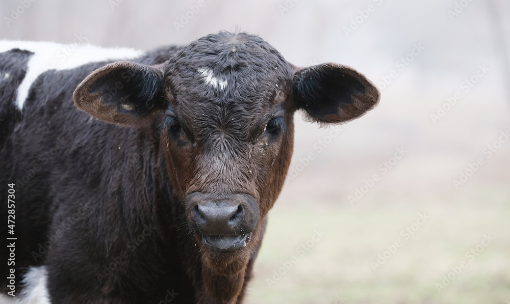 Curious young cow shows calf through winter fog on farm.
