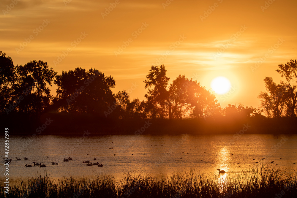 White pelicans silhouetted against the rising sun in wetlands near Fort Ransom, North Dakota, USA