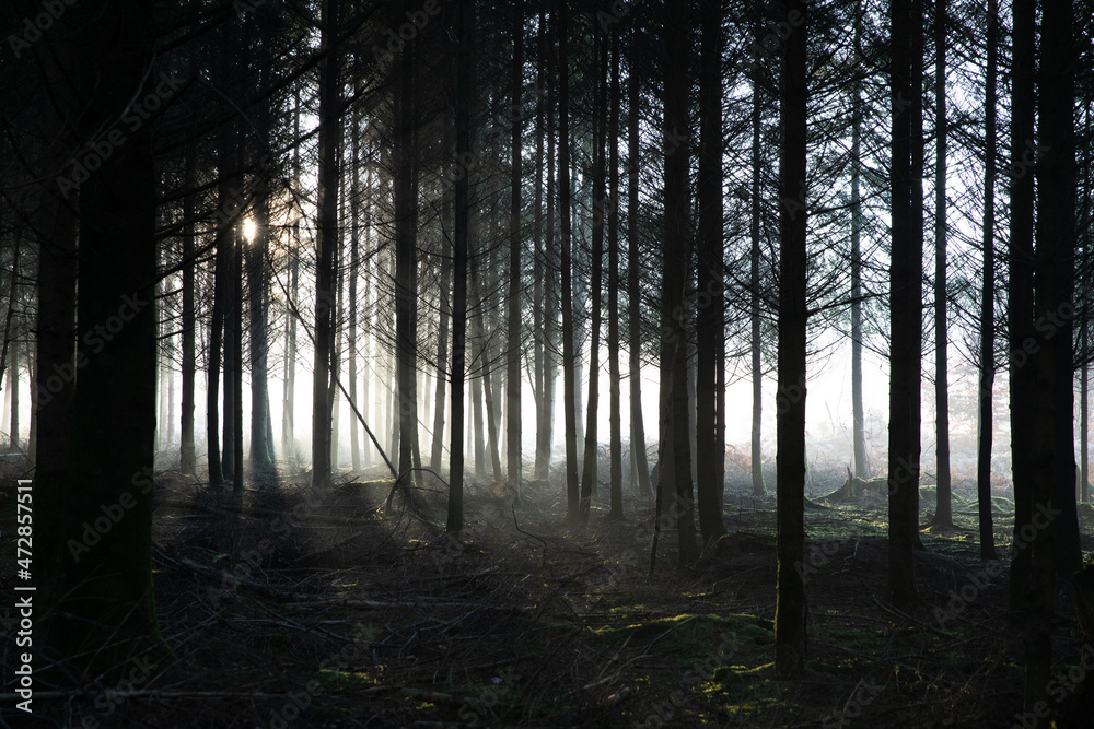 Obraz premium Foggy Forest #1