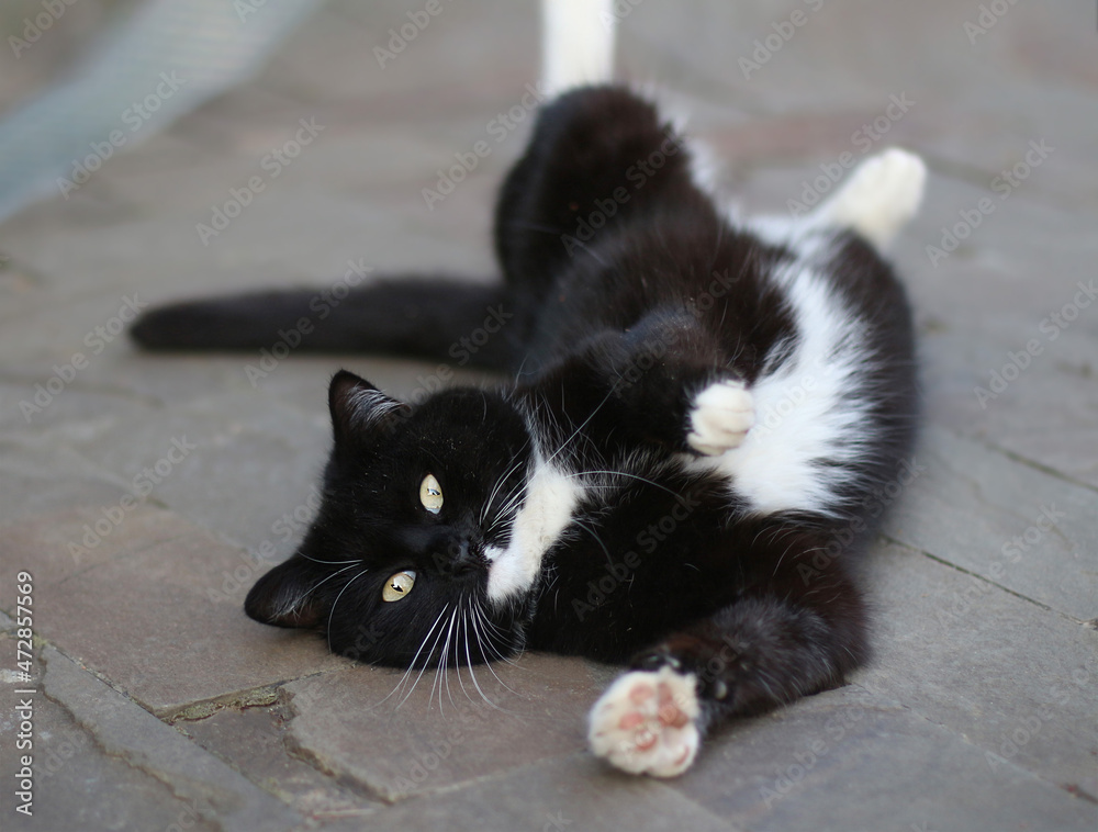 Black and white cat laying on the ground Stock Photo | Adobe Stock