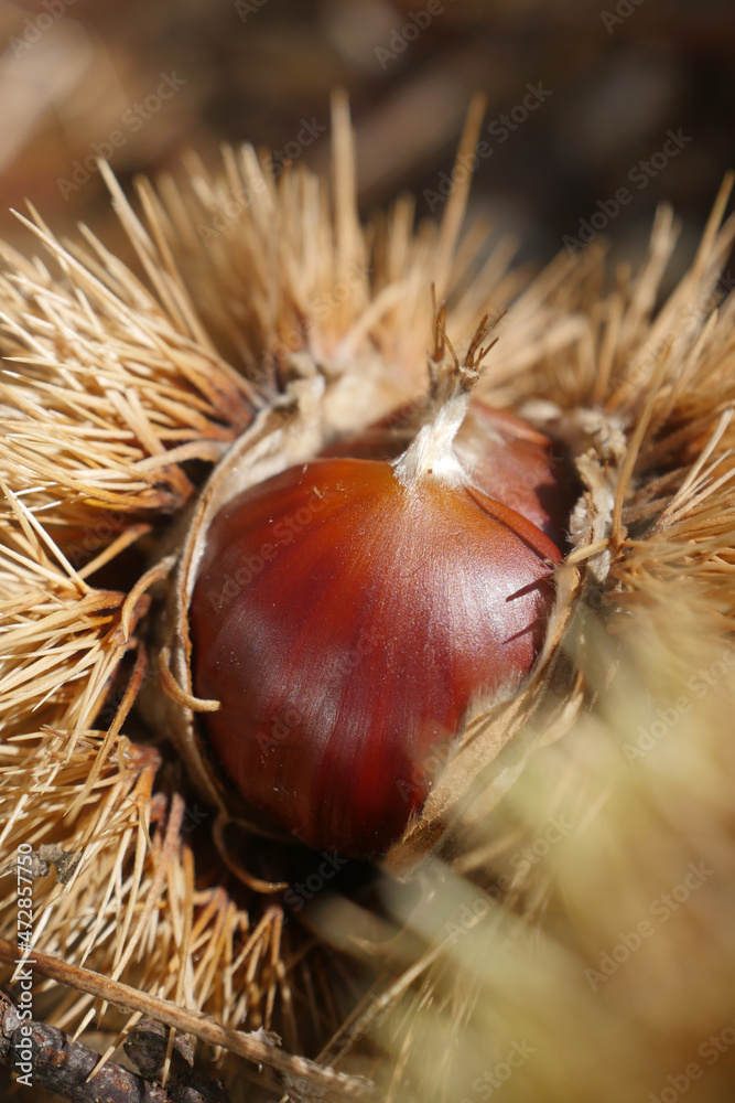Fresh chestnuts with open husk on fallen autumn leaves Fresh chestnuts with open husk on fallen autumn leaves