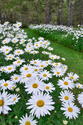 USA, Oregon, Shore Acres State Park. Walkway lined with ox-eye daisies. photo