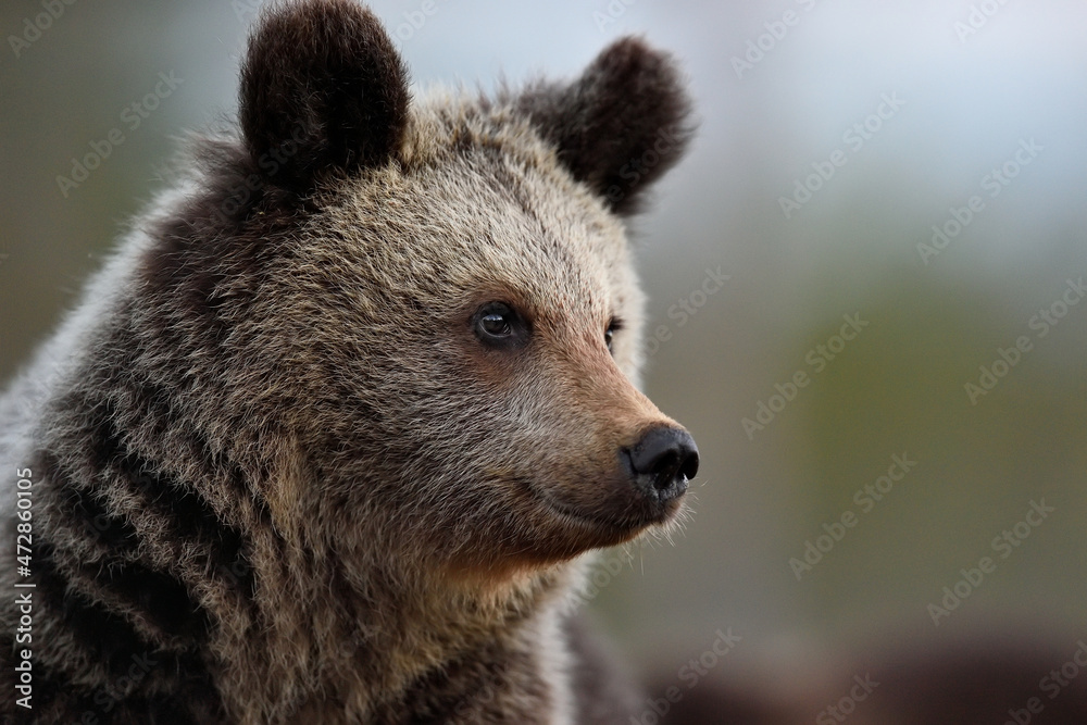 Obraz premium Brown bear cub portrait at summer
