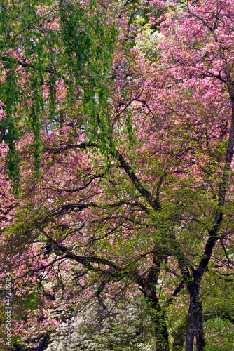 USA  Oregon  Portland. Spring trees with pink flowers.
