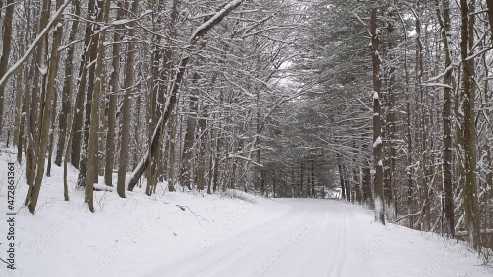 Winter road and trees covered with snow. Snow flakes slowly falling on the country road. Winter cold snowy weather concept, snowy road with trees falling snow Winter road and trees covered with snow. Snow flakes slowly falling on the country road. Winter cold snowy weather concept, snowy road with trees falling snow
