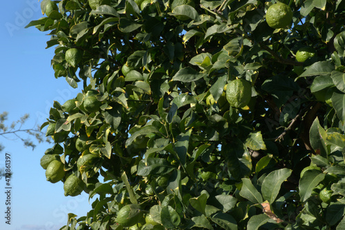 Arbol limonero con frutos