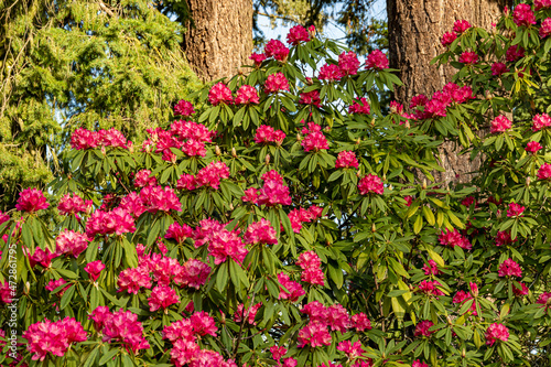 Fototapeta Naklejka Na Ścianę i Meble -  Portland, Oregon. Rhododendron in bloom at Crystal Springs Rhododendron Garden.