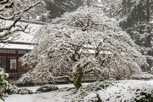 Portland, Oregon. Snow-covered maple at the Pavilion in the Portland Japanese Garden. photo