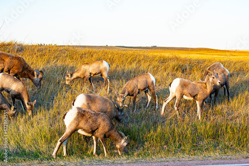 Fototapeta Naklejka Na Ścianę i Meble -  USA, South Dakota, Badlands National Park, Bighorn sheep