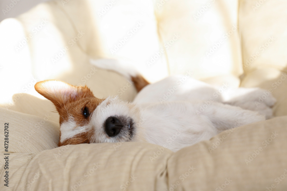 Wire Haired Jack Russell Terrier puppy in the dog bed looking at the camera. Small rough coated doggy with funny fur stains resting in a lounger at home. Close up, copy space, background Wire Haired Jack Russell Terrier puppy in the dog bed looking at the camera. Small rough coated doggy with funny fur stains resting in a lounger at home. Close up, copy space, background