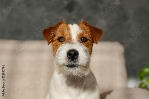 Wire Haired Jack Russell Terrier puppy on the couch looking at the camera. Small rough coated doggy with funny fur stains sitting on a sofa at home. Close up, copy space, cozy interior background