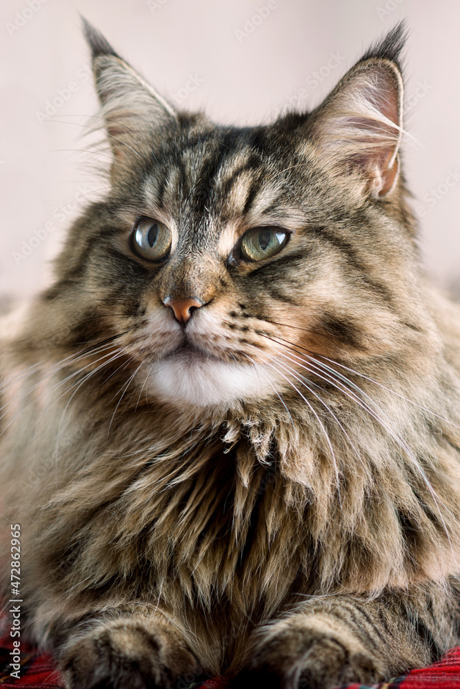 Portrait of domestic black tabby Maine Coon cat. Close-up photo of striped cat looking at camera. Focus on eyes.