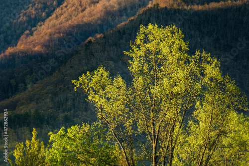 Spring foliage, Cades Cove, Smoky Mountains National Park, Tennessee