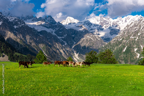 cows in the mountains