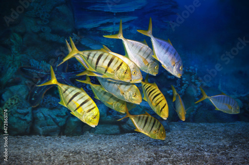 Golden trevally Gnathanodon speciosus