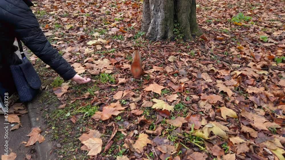 Squirrel in the autumn park. Feeding the squirrels with nuts. Squirrel in the autumn park. Feeding the squirrels with nuts.