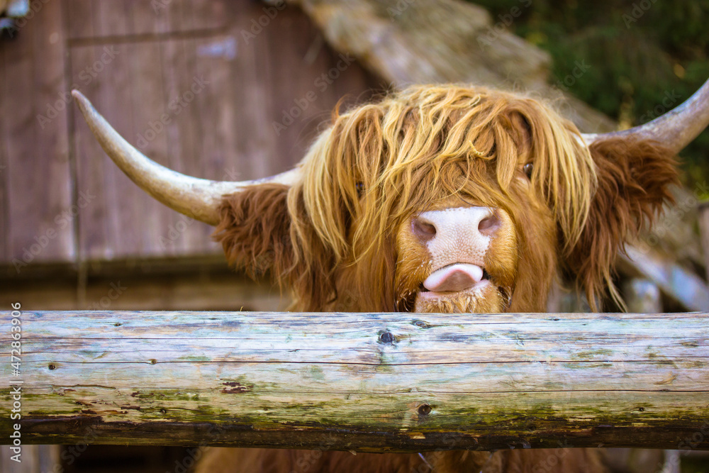 Hairy Scottish yak with big horns. Highland cattle showing a tongue. A