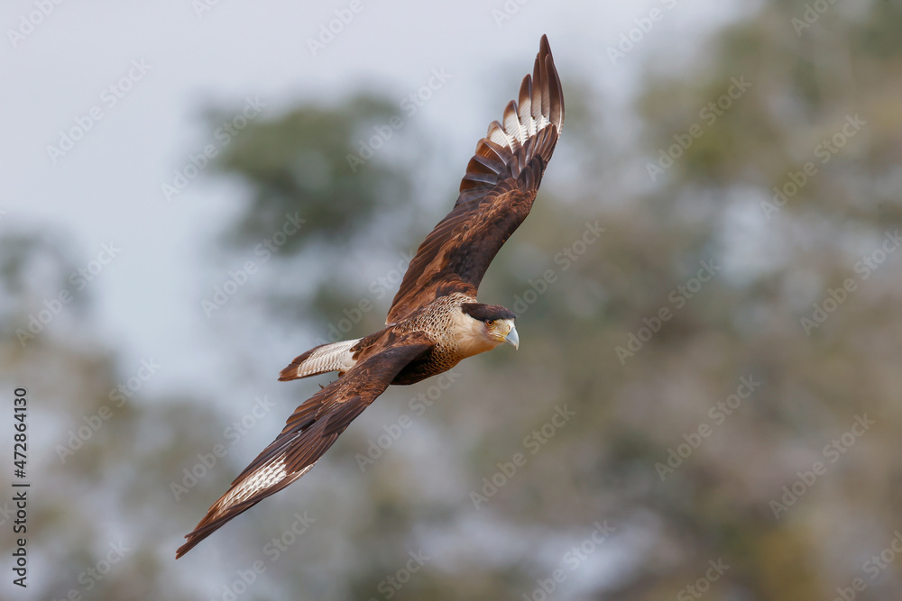 Caracara in flight, Rio Grande Valley, Texas Caracara in flight, Rio Grande Valley, Texas