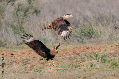 Caracara in flight, Rio Grande Valley, Texas