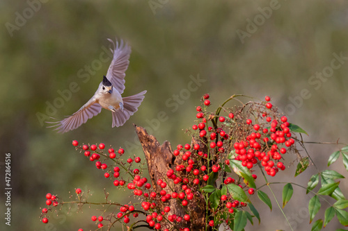 Black-crested Titmouse (Baeolophus Atricristatus) landing photo